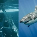 Buzo nada por su vida después que un tiburón de 4 metros irrumpiera en su jaula (+VIDEO)