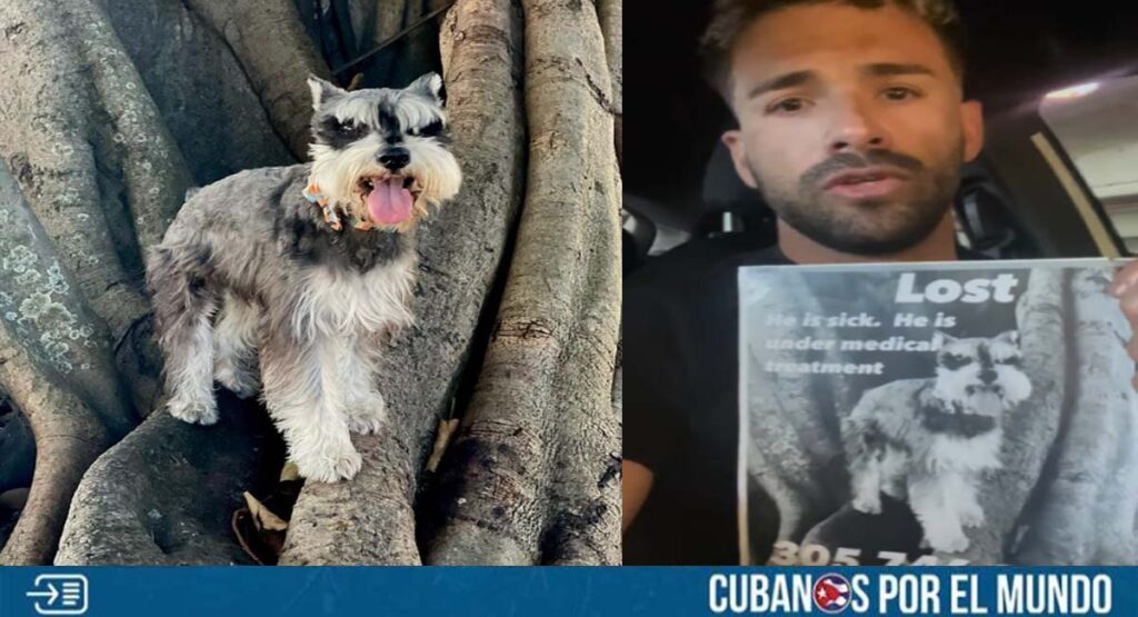 Cubano pierde a su perro en Miami y dice estar desesperado