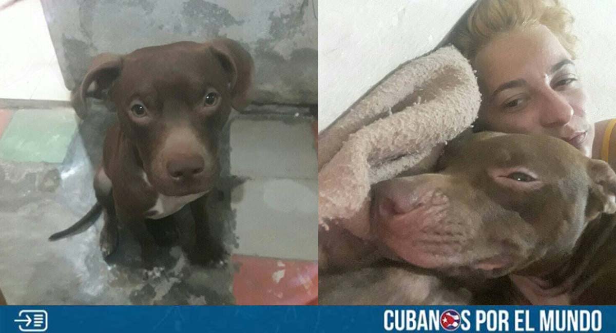 Familia de Santa Clara pierde a su mascota y está desesperada: “Doy mi televisor o mi teléfono al que me lo traiga”