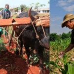 ¡Increíble! Hasta Dominica ayudará a Cuba a "fortalecer su sector agrícola"