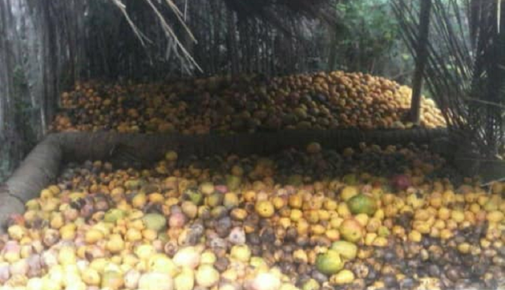 Dejan podrir decenas de toneladas de mango en Guantánamo