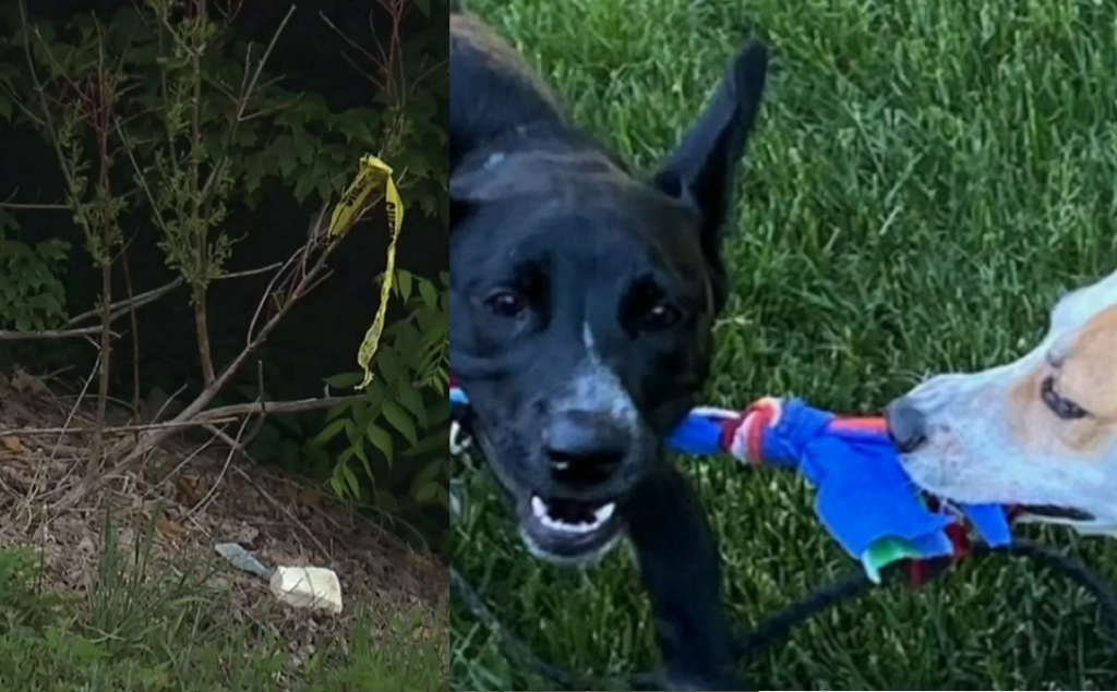 Encuentran 146 perros muertos en casa de protectora animalista en Ohio (+VIDEO)