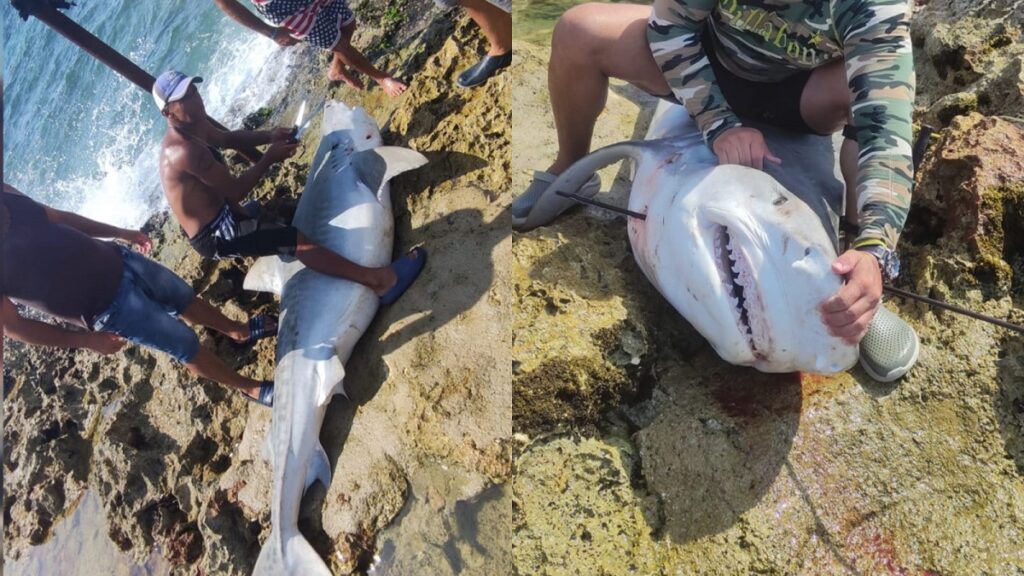 Reportan el hallazgo de un tiburón tigre en las costas de Mayabeque