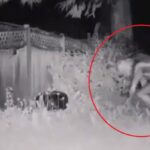 Policía de Las Vegas responde a un informe de "criatura de 3 metros" (+VIDEO)