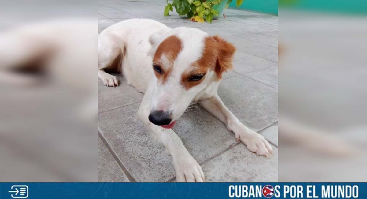Piden ayuda para encontrar un nuevo hogar a mascota cuya familia se va del país