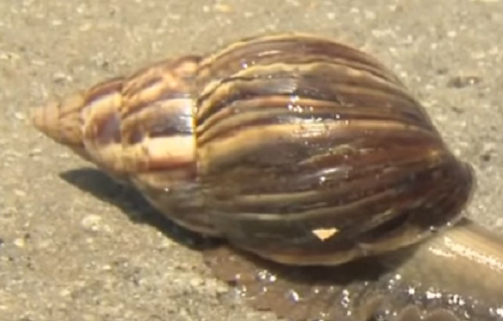Condado de Florida en cuarentena tras aparición de caracol gigante africano