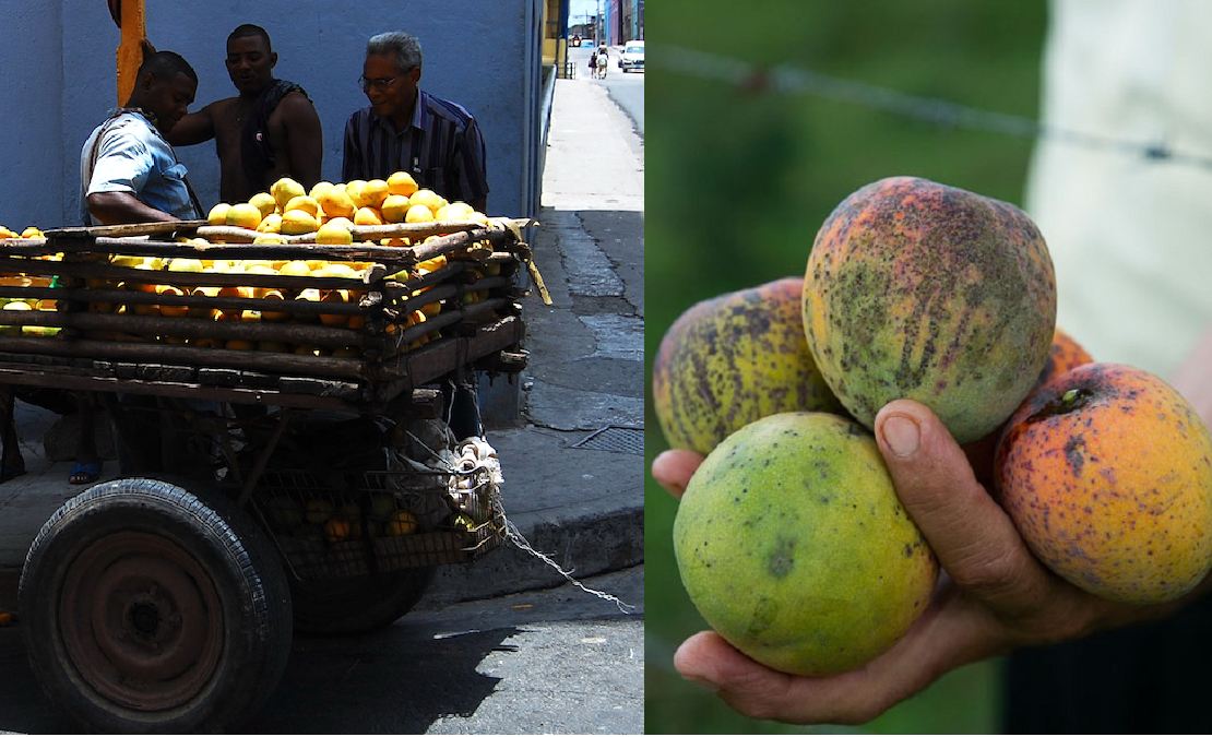 Mango por bistec: así sobreviven al hambre en Santiago de Cuba