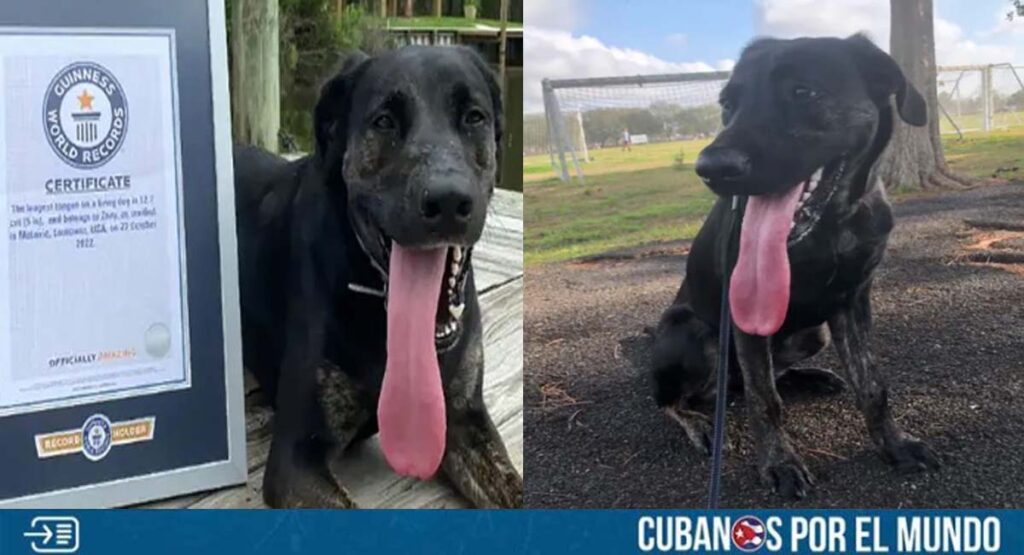 Zoey, la perra con la lengua más larga del mundo que entró al libro de récords