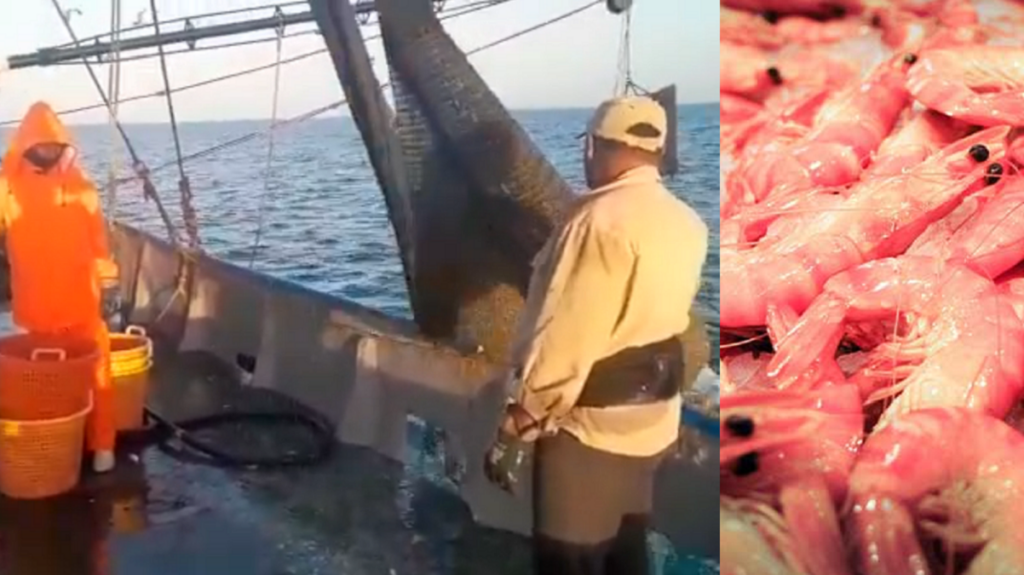 Aparece el camarón en Ciego de Ávila, pero está destinado a la exportación