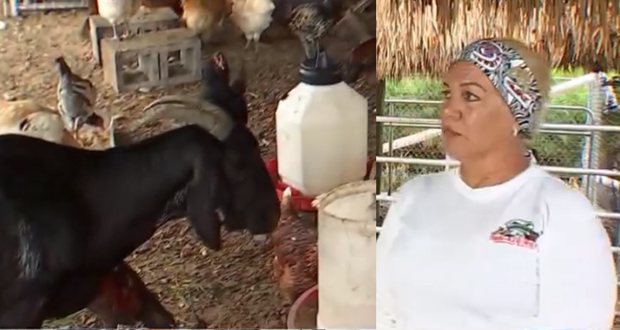 Cubana recupera algunos de los animales robados de su granja en el suroeste de Miami