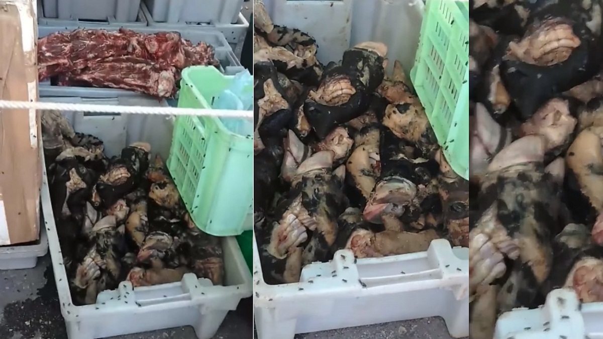 Venden "carne" llena de moscas en Cuba (+VIDEO)