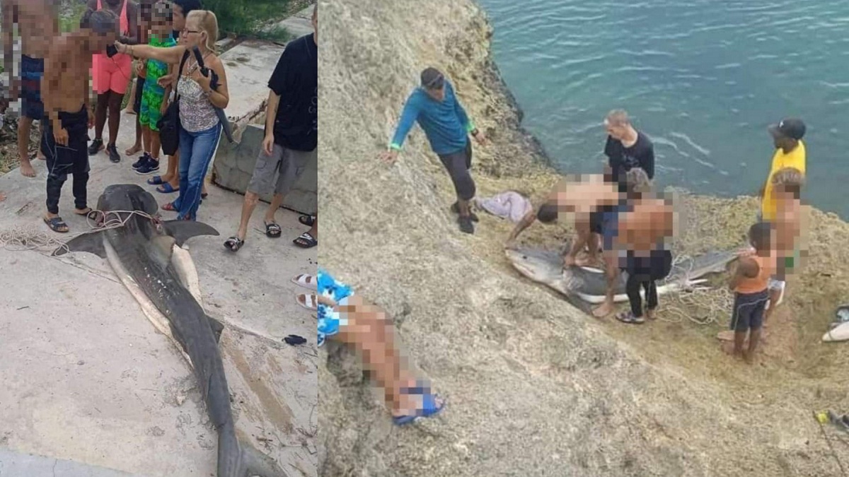 Cubanos captura tiburón en la Bahía de Matanzas