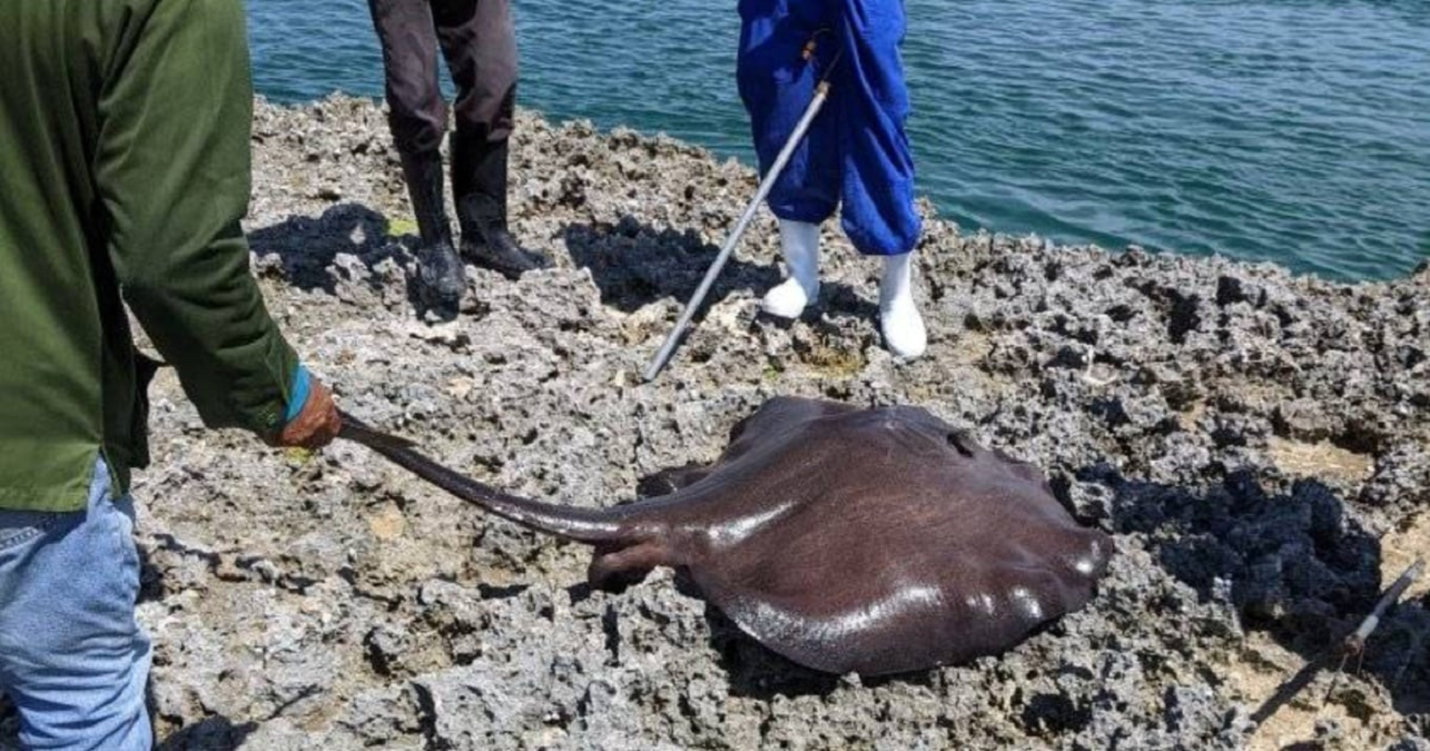 Holguín: Pescadores capturan raya de 120 libras