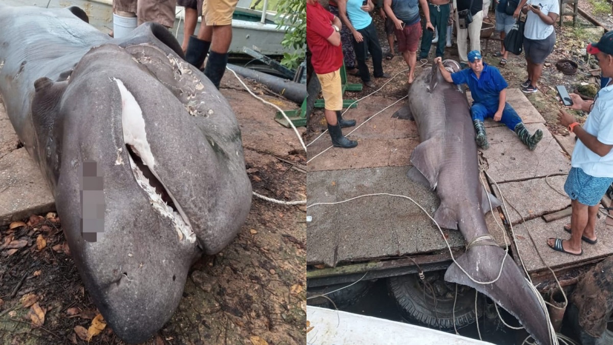 Pescadores capturan enorme tiburón en Matanzas