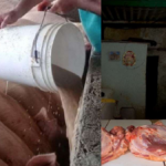 Empresa Porcina de Granma les debe miles de pesos a productores de carne de cerdo