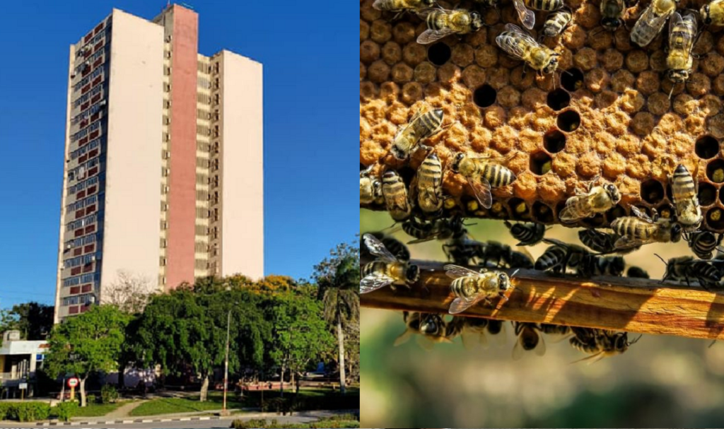 Abejas hacen insoportable la vida de vecinos en edificio de 18 plantas en Holguín