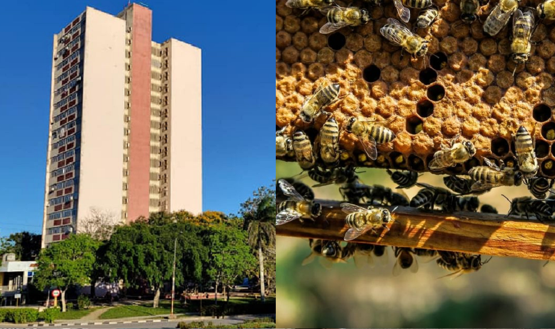 Abejas hacen insoportable la vida de vecinos en edificio de 18 plantas en Holguín