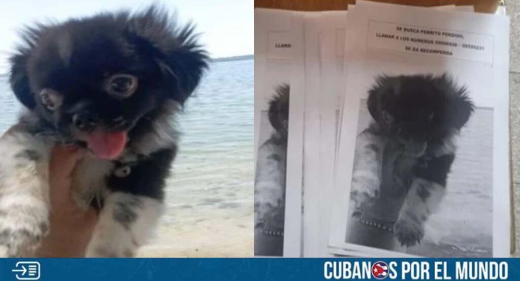 Cubana de Cienfuegos pide ayuda para encontrar a su perro perdido