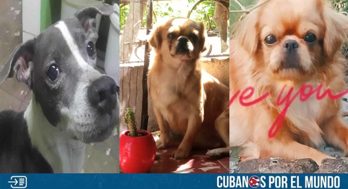 Piden ayuda para localizar a otros tres perros perdidos en Cuba