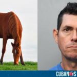 La policía de Miami-Dade capturó a un cubano que vendía carne de un caballo que había matado ilegalmente. El arresto se produjo el miércoles, luego de que un agente encubierto le comprara 40 libras de carne por 500 dólares.