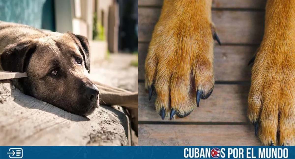 Una multa y una charla educativa: la sanción para un hombre en La Habana que maltrató mortalmente un perrito