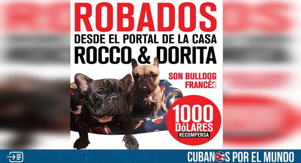 Ofrecen recompensa de mil dólares para recuperar a dos perros robados en La Habana