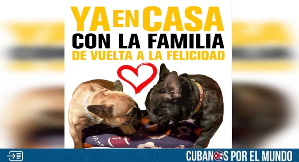 Rescatan a perros robados en La Habana por los cuales ofrecían recompensa