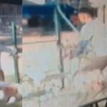 EN VIDEO: Hombre roba una bicicleta en La Habana