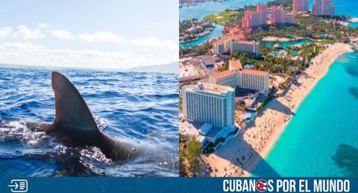 Niño de 10 años fue atacado por un tiburón en Bahamas