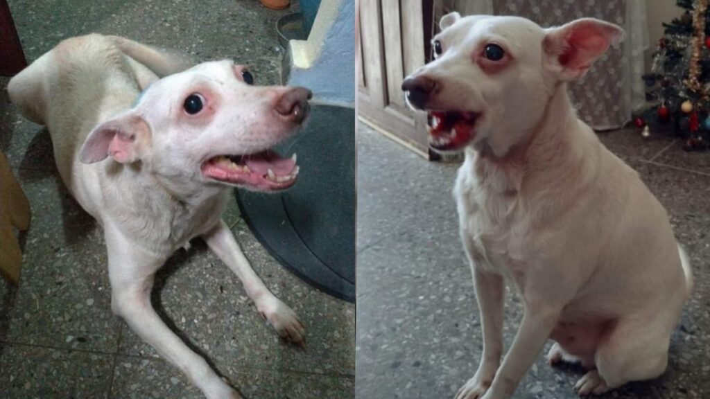 Piden ayuda y ofrecen recompensa para encontrar a perro cubano desaparecido en México