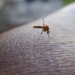 El Instituto de Medicina Tropical Pedro Kourí (IPK), de La Habana, confirmó el diagnóstico de un caso de paludismo; detectado, el pasado 26 de enero en el municipio espirituano de Jatibonico.