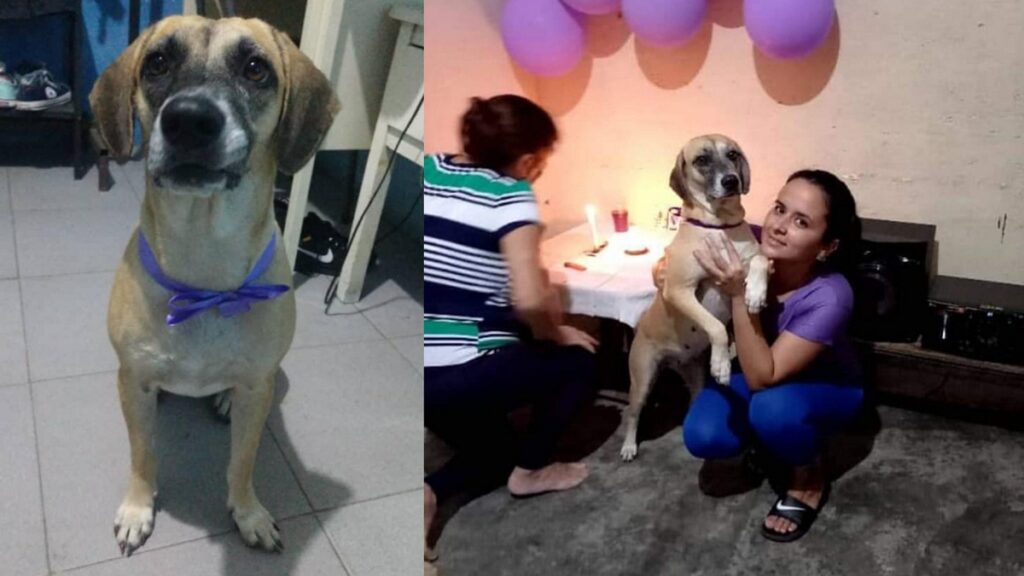 Cubana pide ayuda para poder traer desde Venezuela a la perrita a la que ella le salvó la vida (+VIDEO)