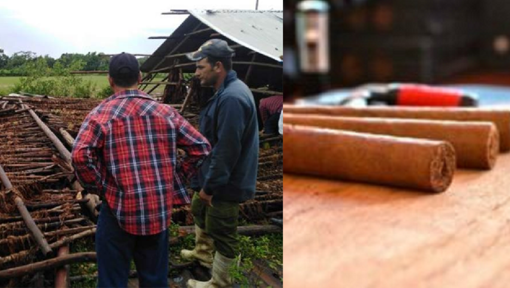 Cambio climático causa al régimen cubano severos daños en otro de sus rubros exportables: el tabaco