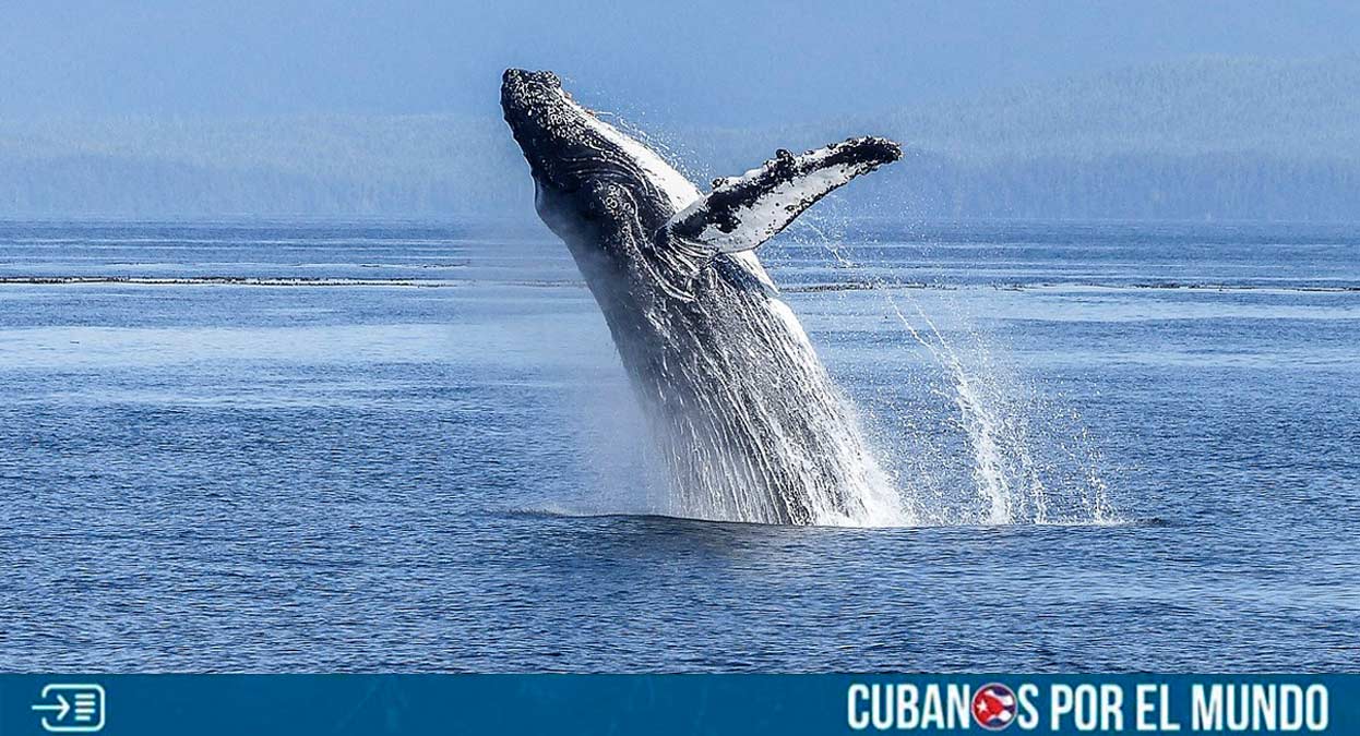 Un hecho insólito en el mundo de la ciencia marina fue captado por las cámaras de dos fotógrafos que se encontraban en una expedición cerca de la isla de Maui, en Hawái.