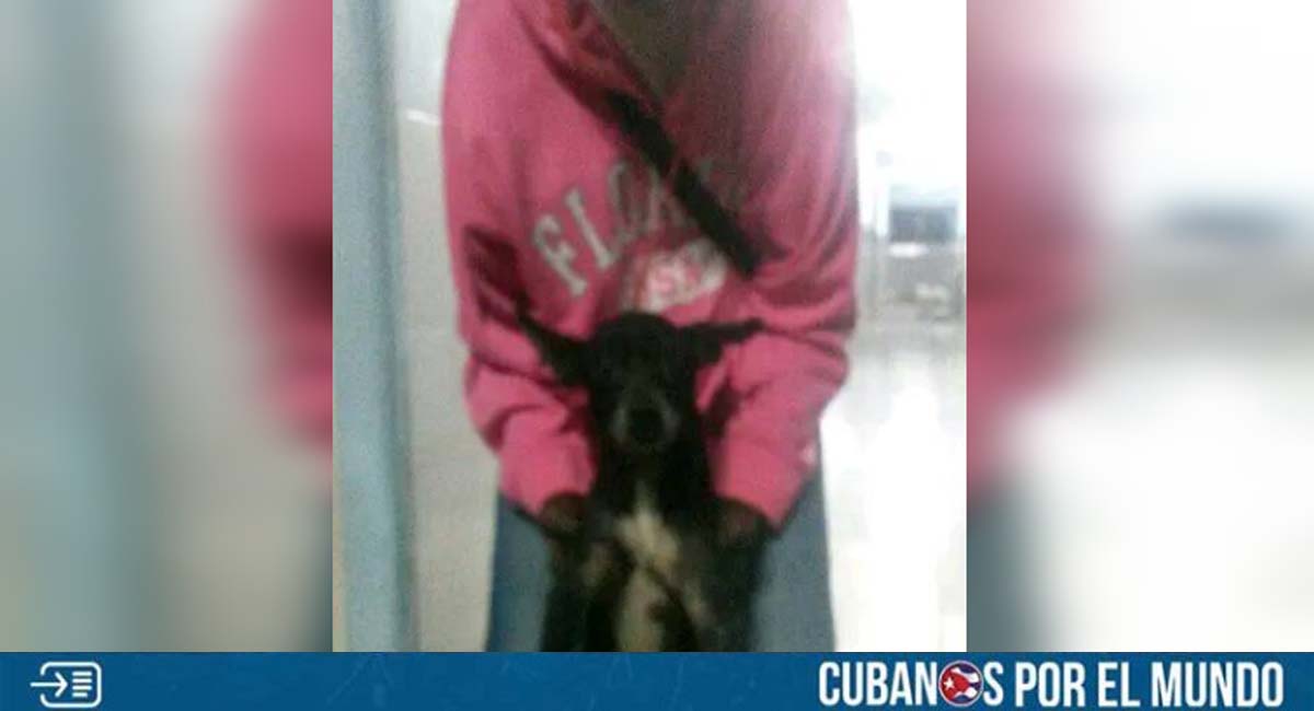 ¡Conmovedor! Perrito espera en las afueras de un policlínico a su dueña fallecida hace varios días