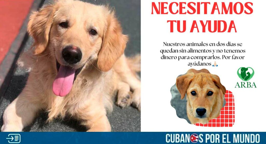 La Sociedad Protectora de Animales de nombre "Asociación de Rescate y Bienestar Animal (ARBA)" denunció este lunes que en dos días se le acaban los alimentos y no tienen dinero para comprarlos.