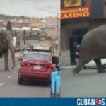 ¡QUÉ SUSTO! En Montana, elefante se escapa del circo y causa caos en las calles