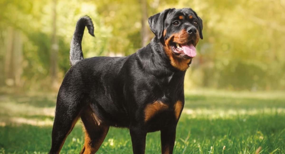 Familia de Santiago de Cuba busca a su rottweiler perdido