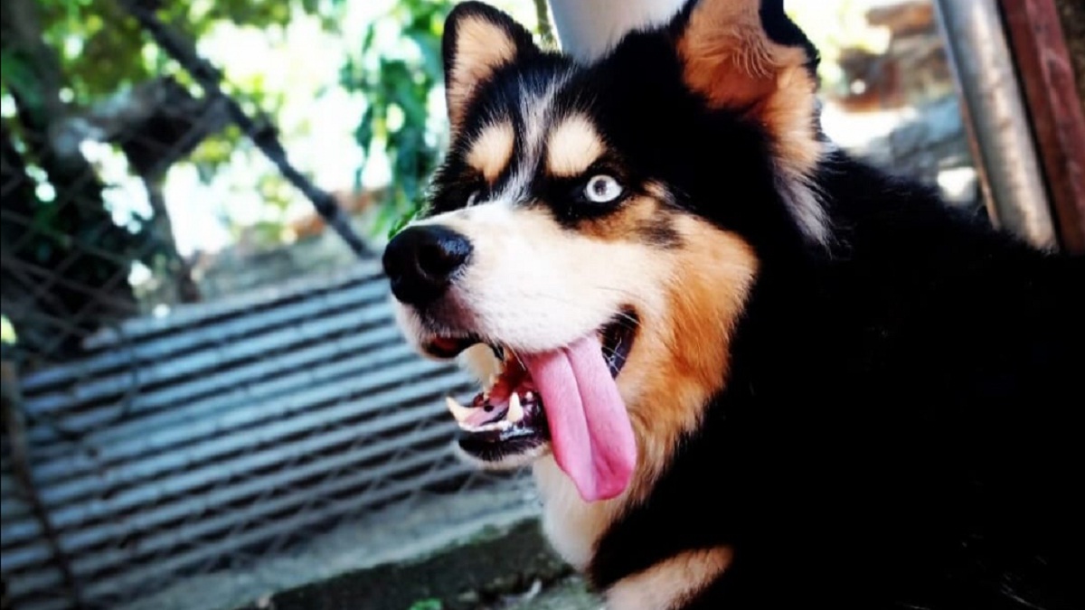 Pareja ruega saber de la mascota que dejaron tras su salida de Cuba