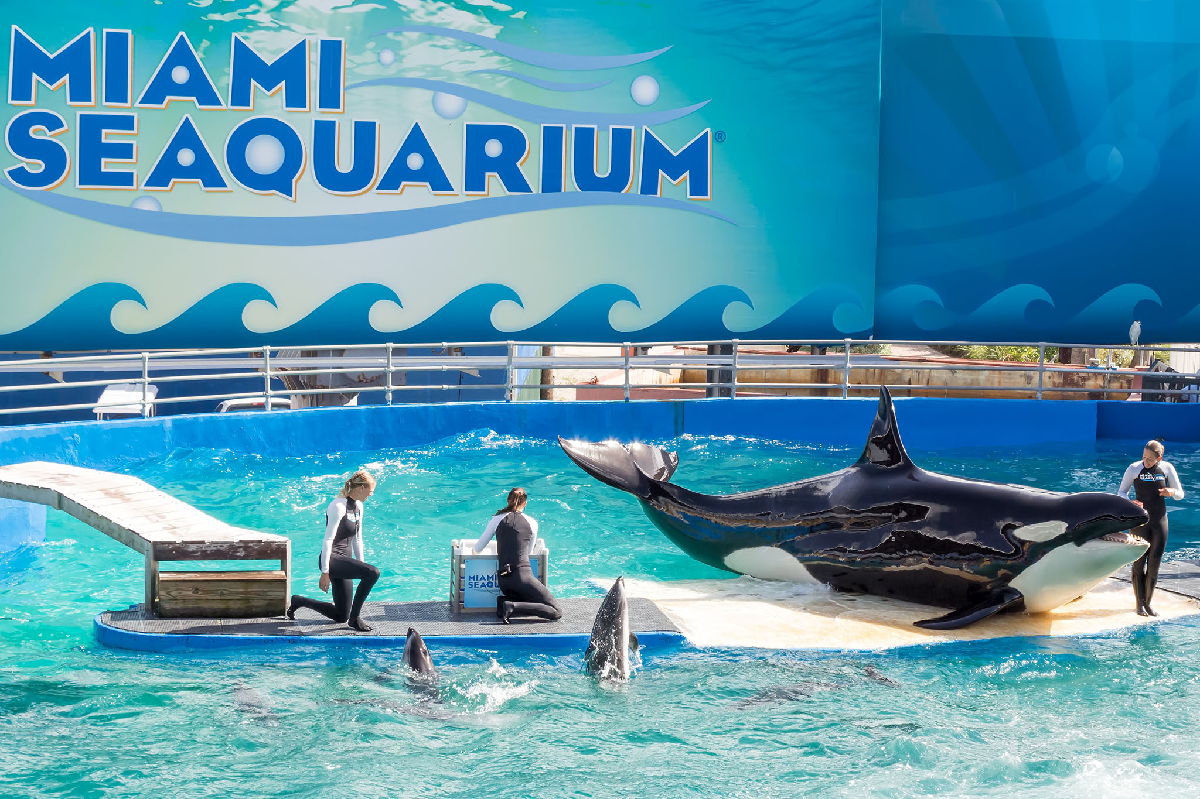 Propietarios del Miami Seaquarium reciben aviso de desalojo