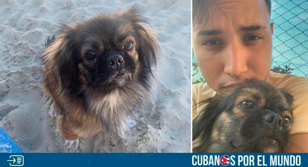 Un joven cubano recurrió a las redes sociales este viernes para pedir ayuda para encontrar a su perrita extraviada en Centro Habana.