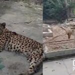 En medio de la grave crisis económica que se vive en la isla comunista, hasta los animales pasan hambre en Cuba, y así ha quedado en evidencia a través de unas imágenes difundidas por el presentador cubano Alex Otaola, en su show, Hola! Ota-Ola.