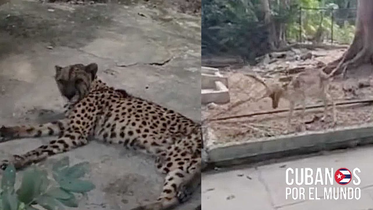 En medio de la grave crisis económica que se vive en la isla comunista, hasta los animales pasan hambre en Cuba, y así ha quedado en evidencia a través de unas imágenes difundidas por el presentador cubano Alex Otaola, en su show, Hola! Ota-Ola.