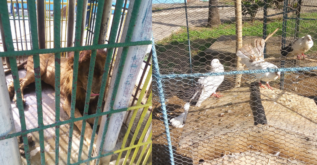Animales del zoológico de Manzanillo afectados por el hambre que hay en Cuba