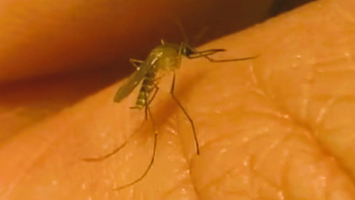 Oropouche en Oriente; Dengue en Isla de Pinos. Así "avanza" #CubaEstadoFallido