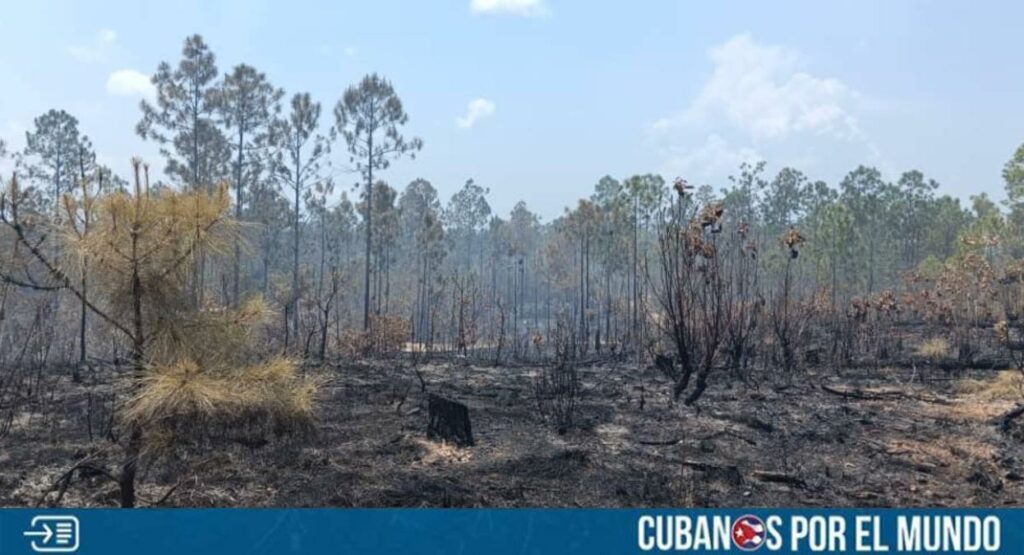 Más de 500 hectáreas de bosque han resultado afectadas por los incendios forestales en Pinar del Río, según los reportes emitidos por la dictadura castrista en sus medios de propaganda.