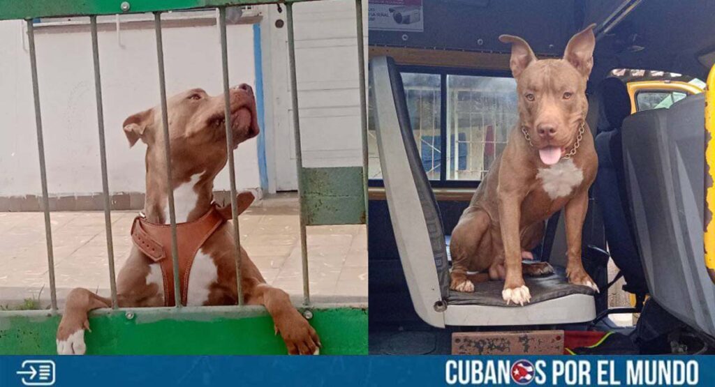 Joven cubano ofrece 50 mil pesos de recompensa para encontrar a su perro perdido