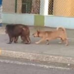 (Otro) mono se escapa de un zoológico en Cuba: "parece una distracción en medio de tantos apagones" (+FOTOS)