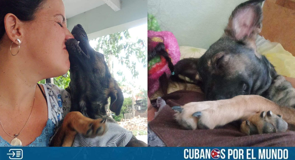 Solicitan ayuda desde Villa Clara para una perrita con fractura en la columna