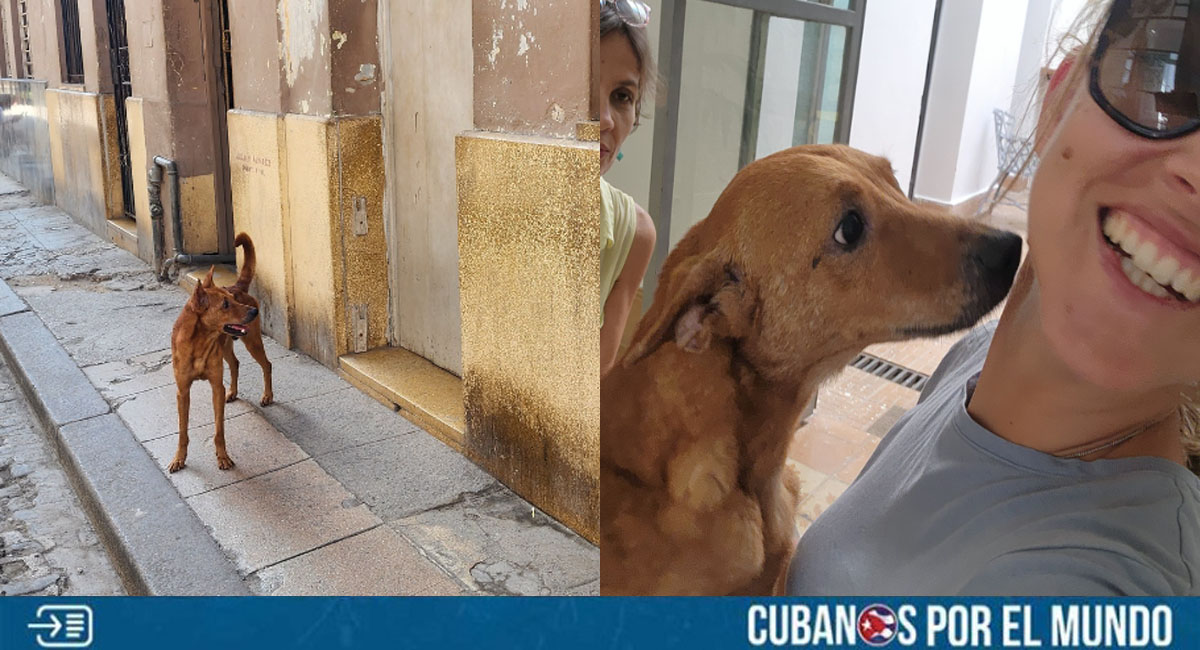 La Habana: Perro espera en la puerta de su antigua casa a dueños que emigraron